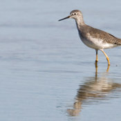 Lesser Yellowlegs